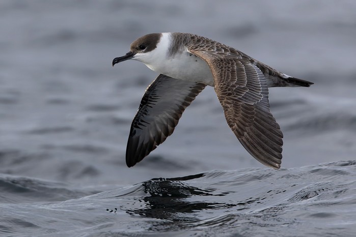 Great Shearwater