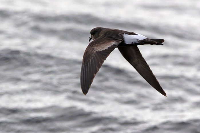 Wilson's Petrel