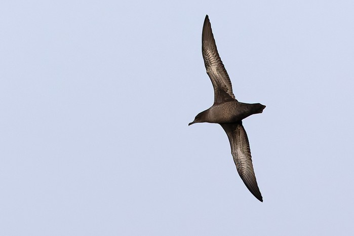 Sooty Shearwater