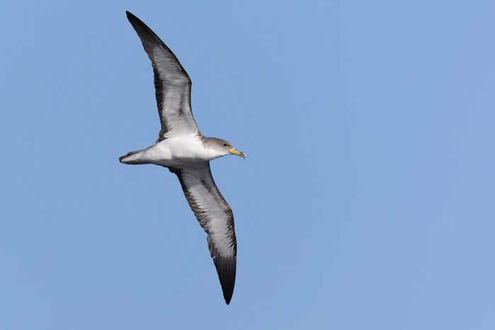 Cory's Shearwater