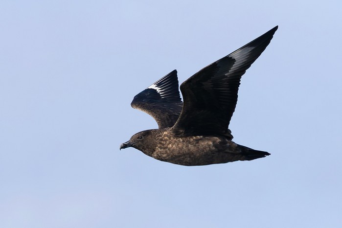 Great Skua