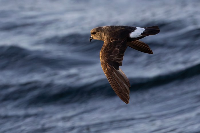 Storm Petrel
