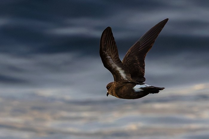 Storm Petrel