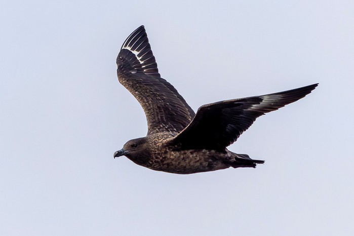 Great Skua