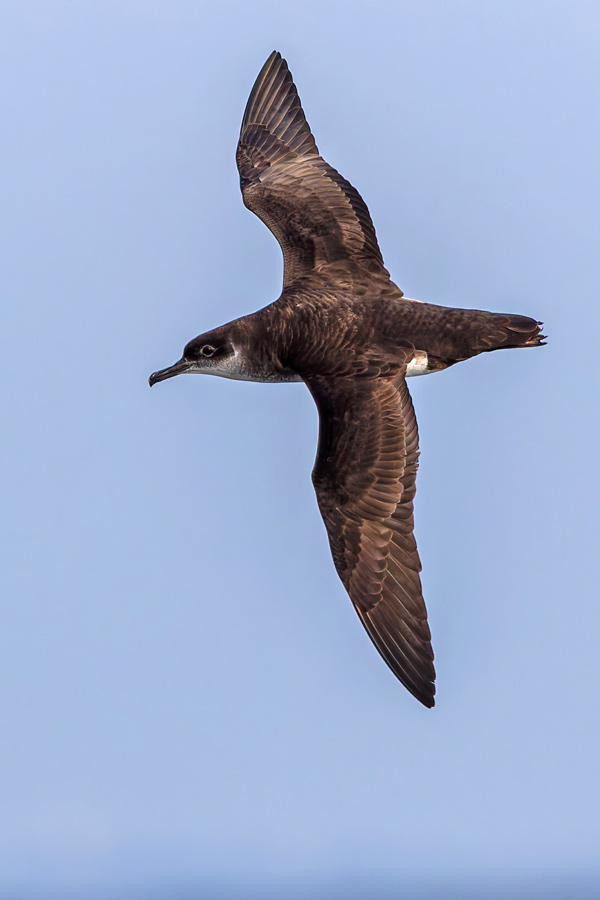 Manx Shearwater