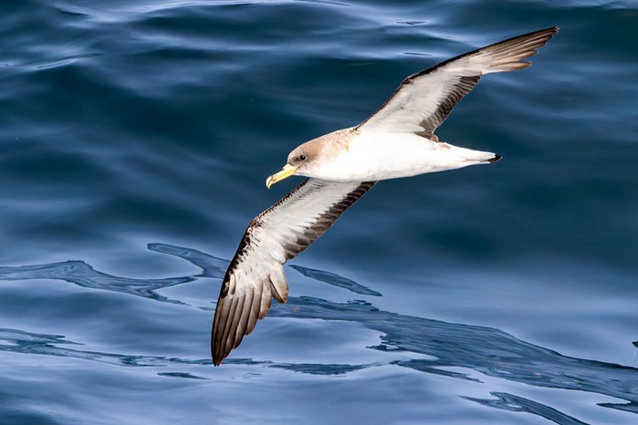 Cory's Shearwater