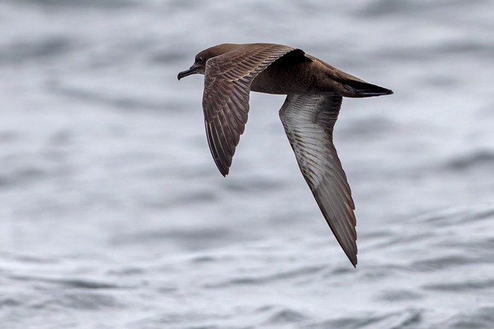 Sooty Shearwater