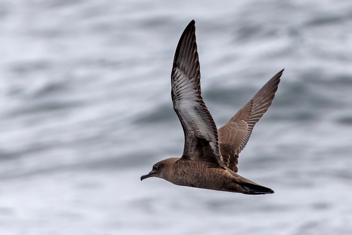 Sooty Shearwater