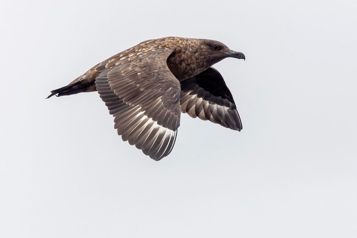 Great Skua