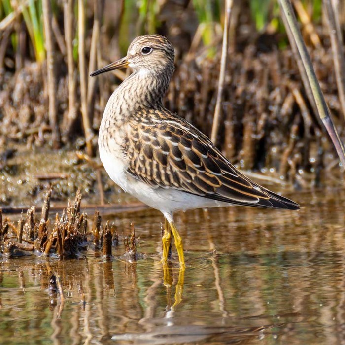 Pectoral Sandpiper