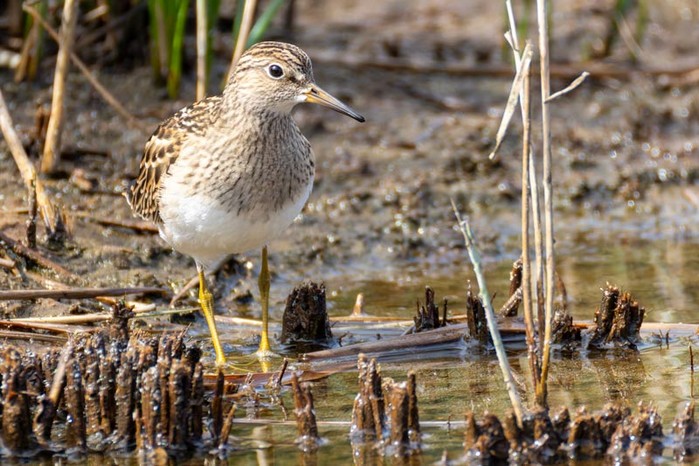 Pectoral Sandpiper