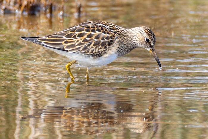 Pectoral Sandpiper