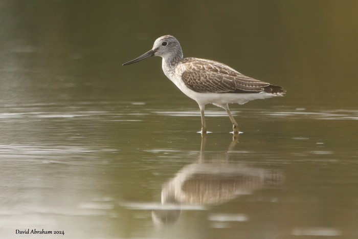Greenshank 