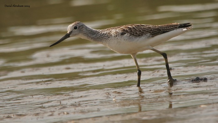Greenshank 