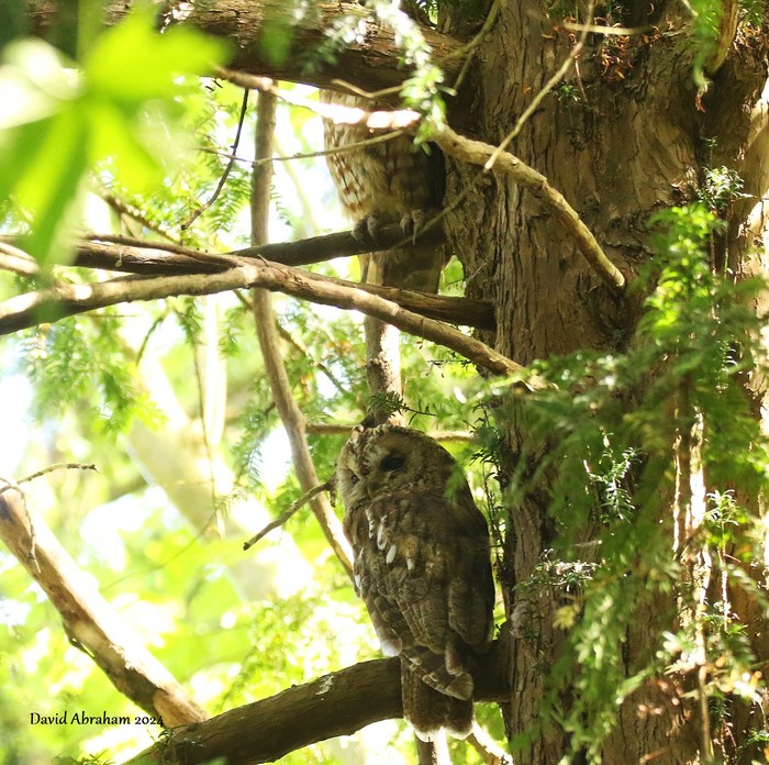 Tawny Owl 