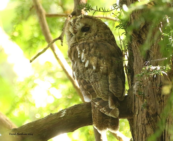 Tawny Owl 