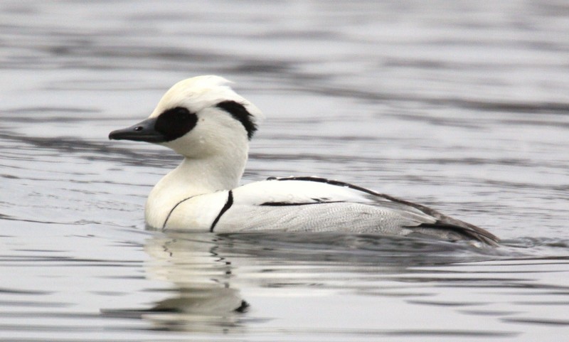 Smew