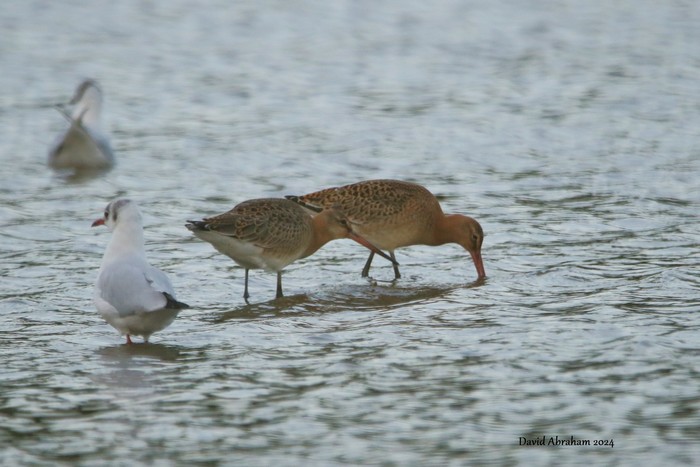Black-tailed Godwit 