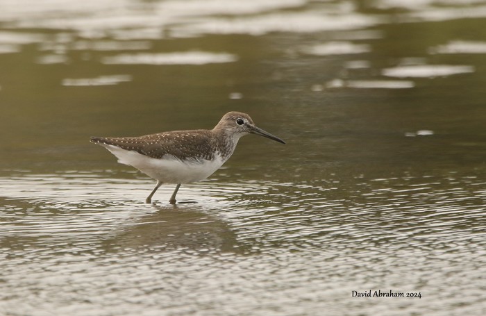 Green Sandpiper