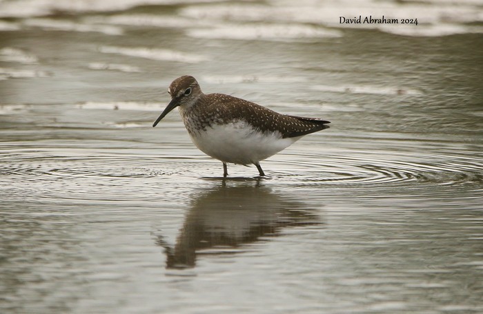 Green Sandpiper 
