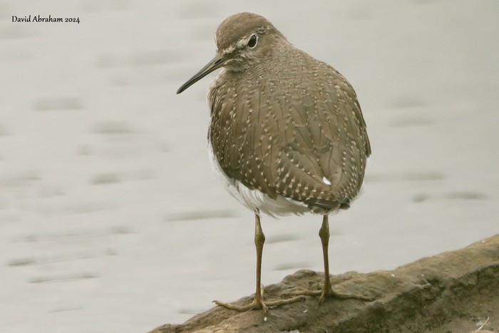 Green Sandpiper 