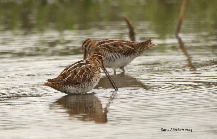 Snipe 