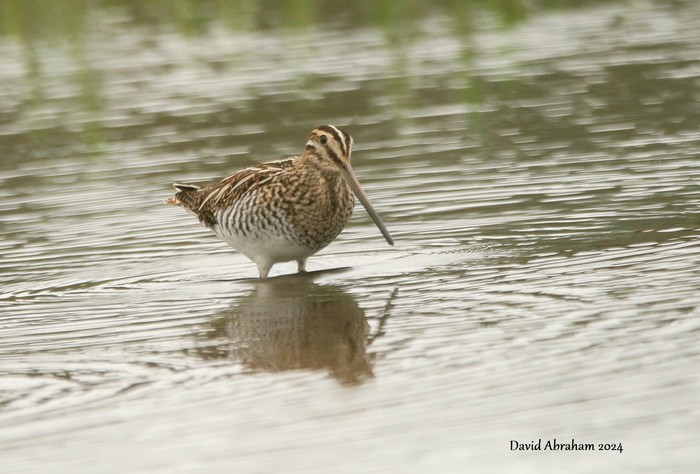Snipe 