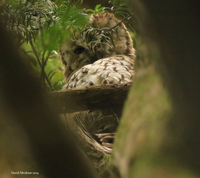 Tawny Owl 