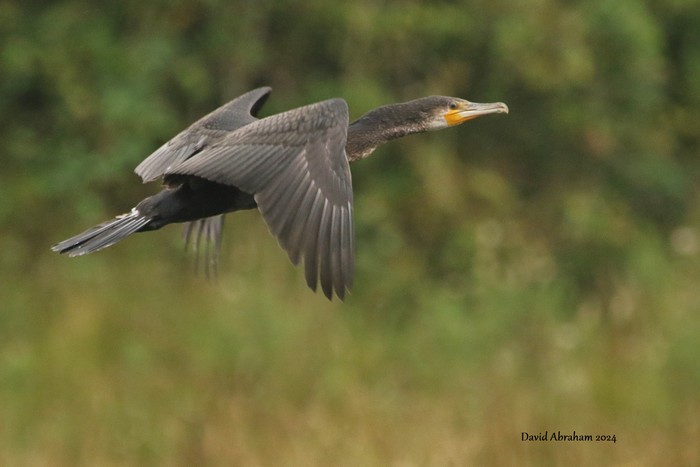 Cormorant 