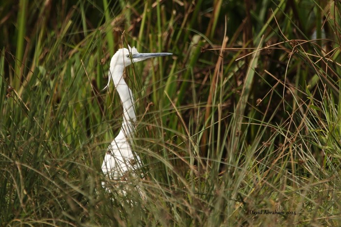 Little Egret 