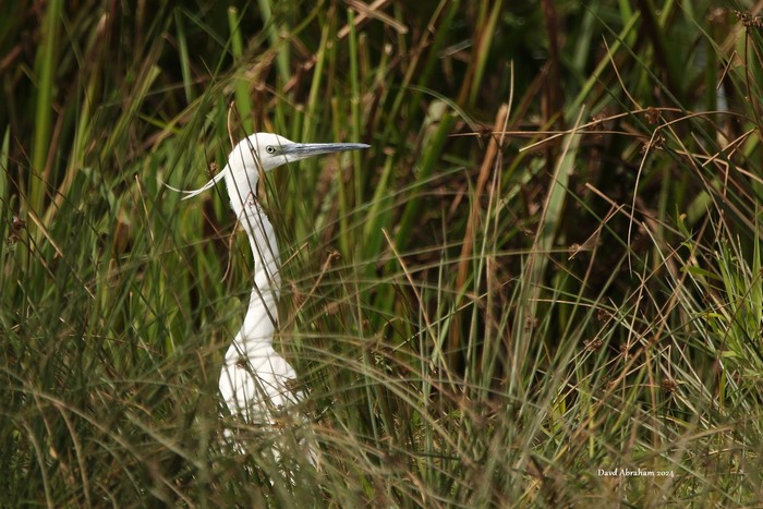 Little Egret 