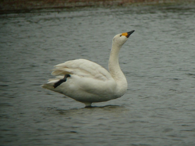 Bewick's Swan