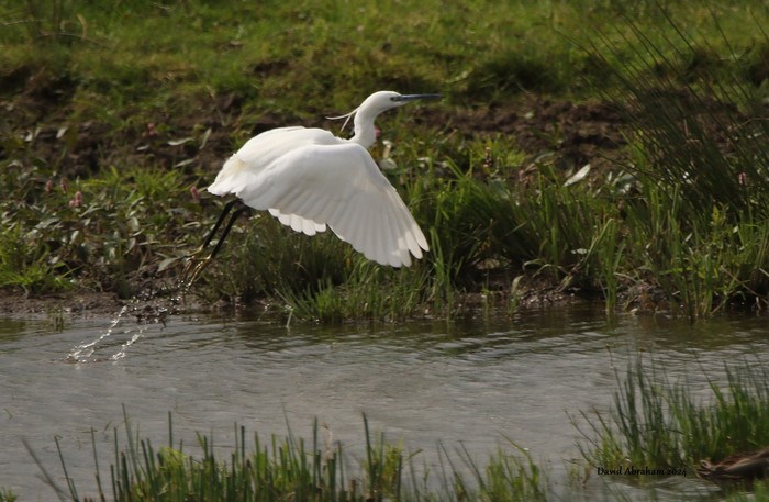 Little Egret 