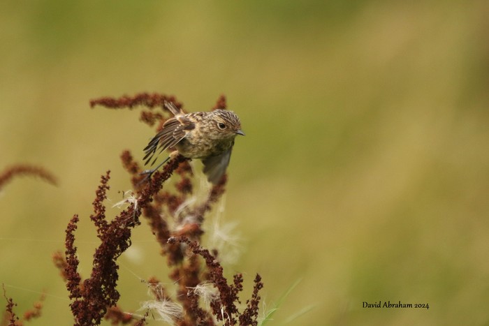 Stonechat 