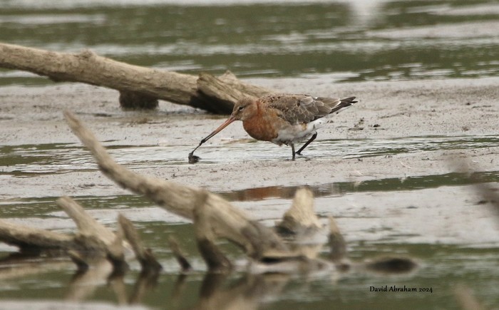 Black-tailed Godwit 