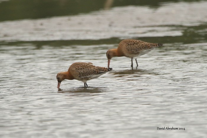 Black-tailed Godwit 