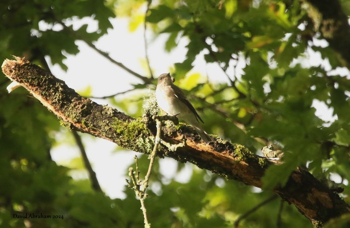 Spotted Flycatcher 