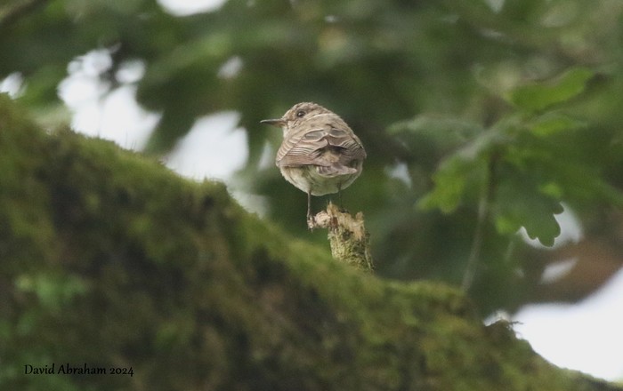 Spotted Flycatcher 