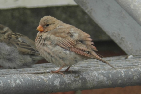 Trumpeter Finch