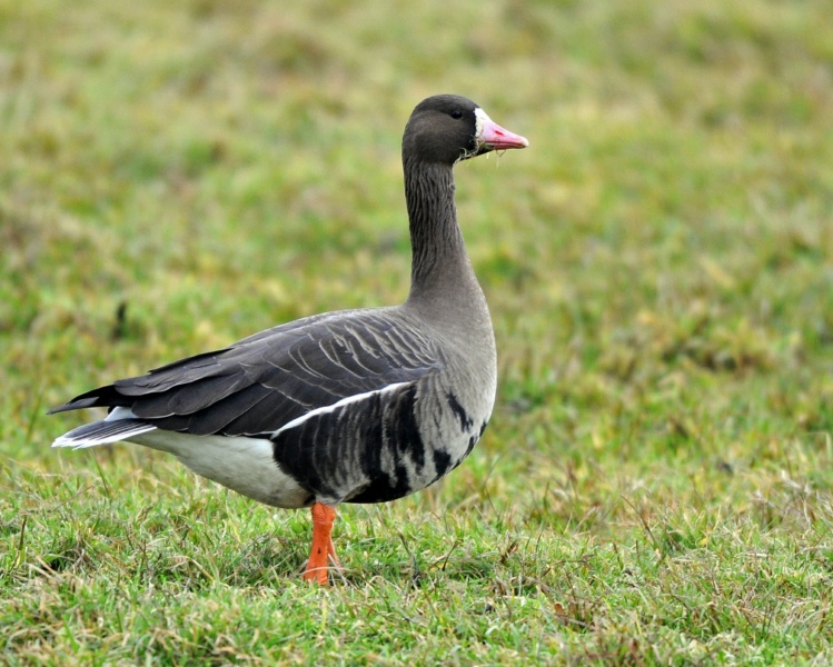 Eurasian White-fronted Goose