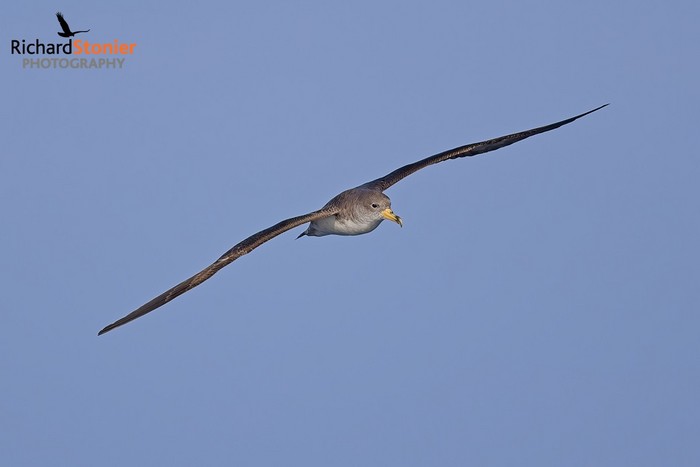 Cory's Shearwater