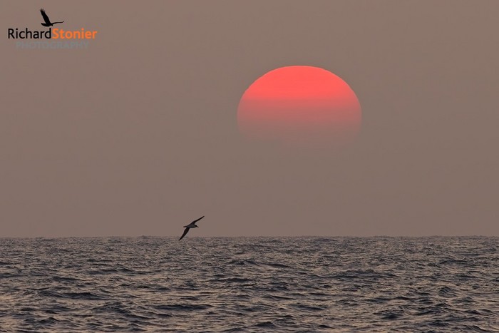 Cory's Shearwater