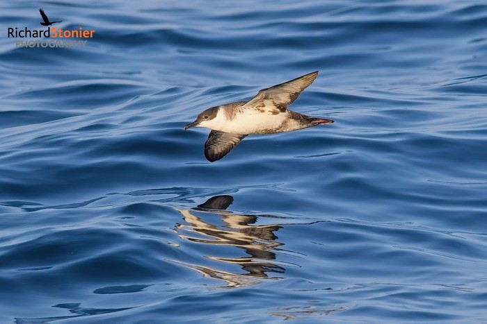 Great Shearwater