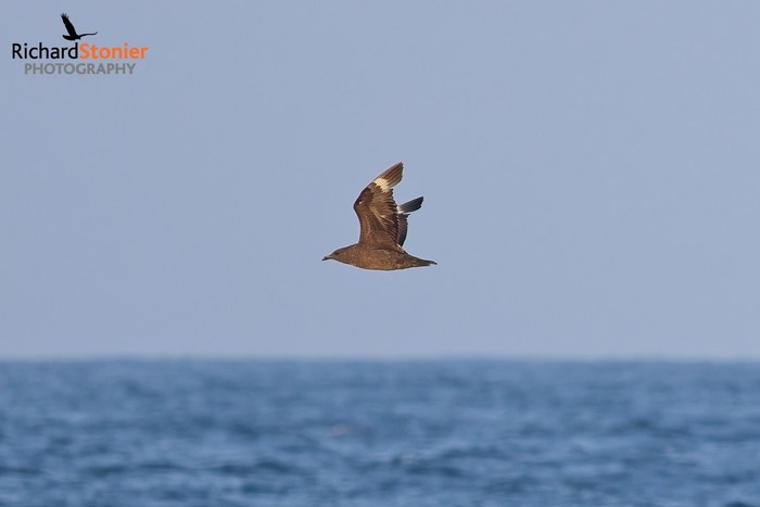 South Polar Skua