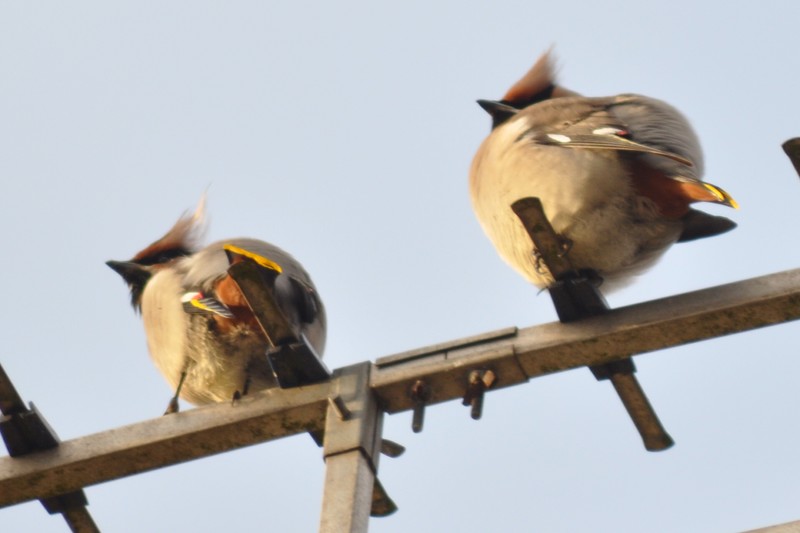 Waxwing