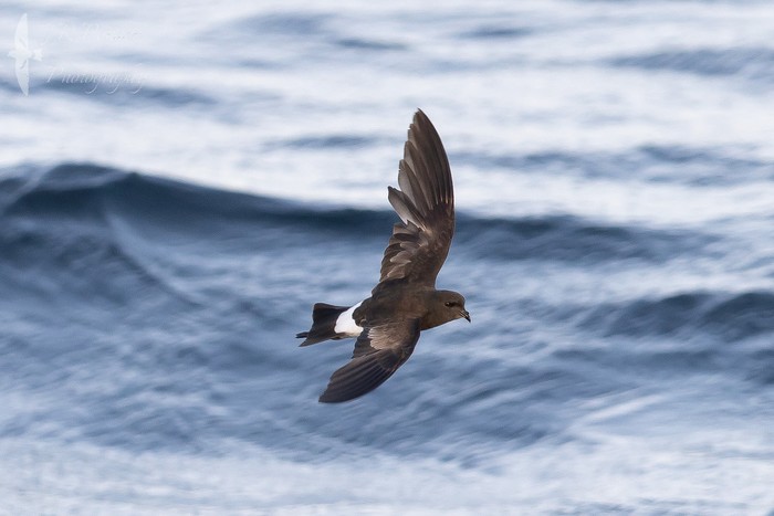 Wilson's Petrel