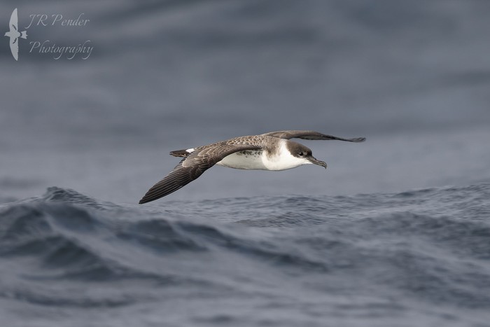 Great Shearwater