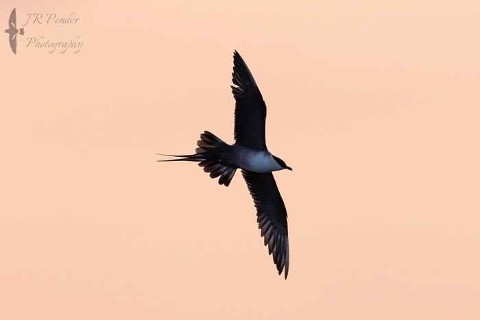 Long-tailed Skua