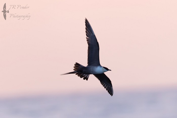 Long-tailed Skua