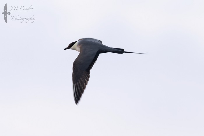Long-tailed Skua